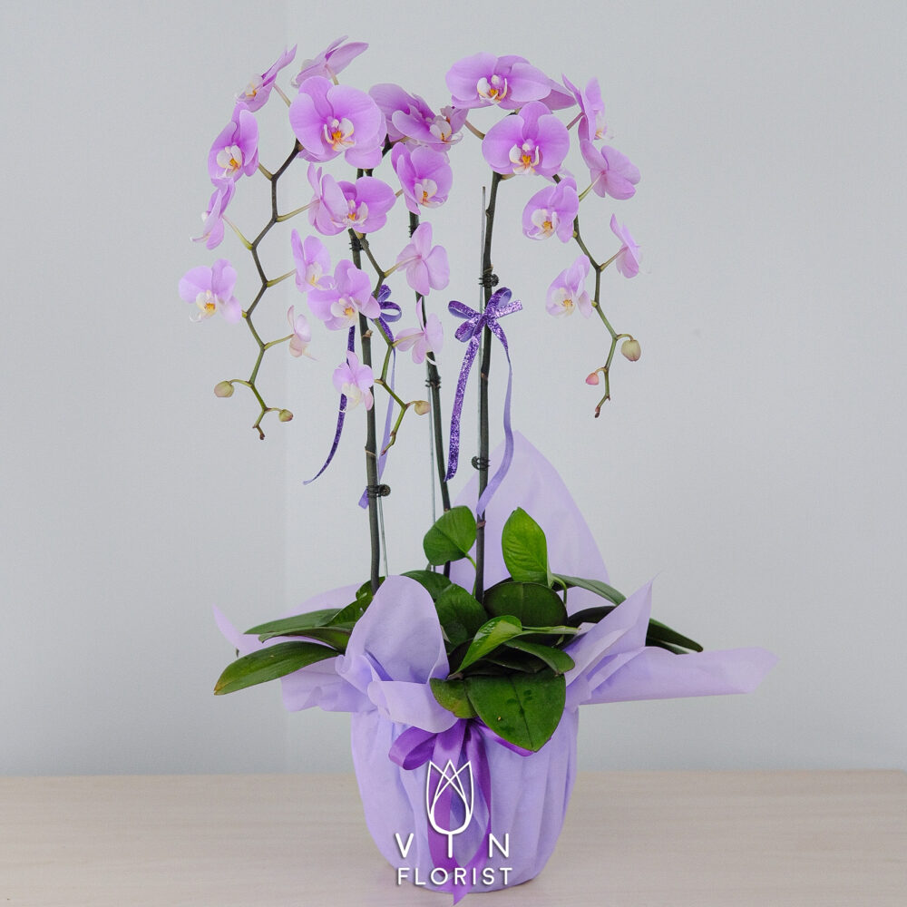 Phalaenopsis Orchid (3 Stalks)