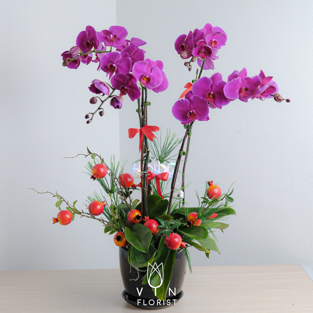 Phalaenopsis Orchid (4 Stalks)