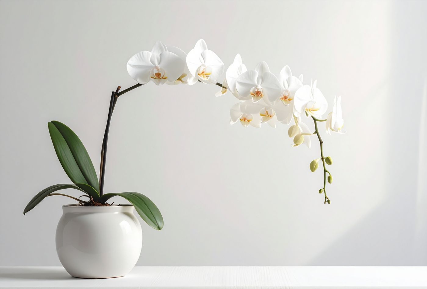 Beginner’s Guide: How to Take Care of Phalaenopsis Pot?